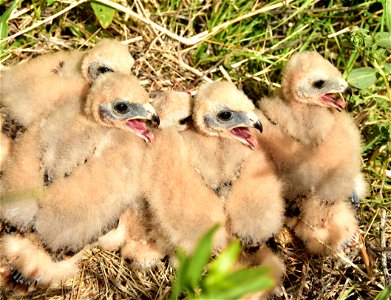 Five young Northern harrier chicks wait in anticipation of the next meal.  On Seedskadee NWR, they are fed a steady diet of meadow voles and other small mammals and birds. Northern harriers nest on th