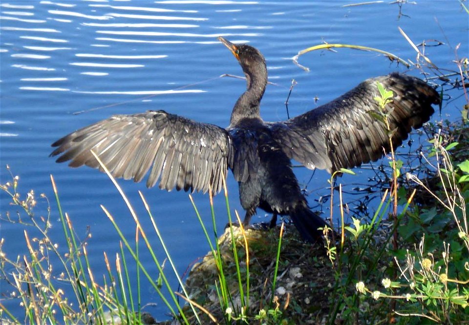 A photo of a Double-crested Cormorant taken in the Everglades