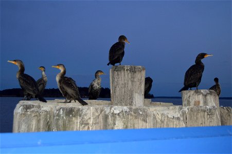 Eight cormorants (apparently Phalacrocorax auritus) stand on one of the pilings on the James City County side of the Jamestown Ferry, which provides an automobile crossing of the James River in the U.
