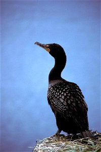 Double-crested Cormorant
