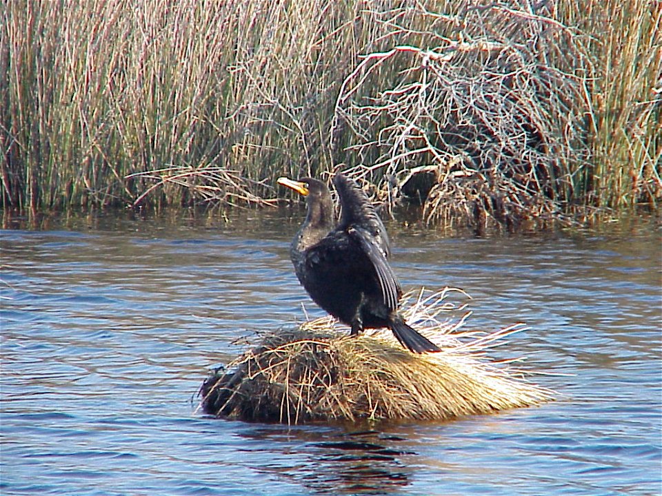 Double-crested cormorant at Back Bay National Wildlife Refuge in Virginia.


Credit: USFWS