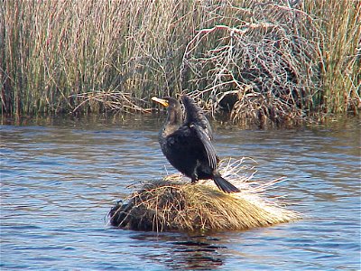 Double-crested cormorant at Back Bay National Wildlife Refuge in Virginia.


Credit: USFWS