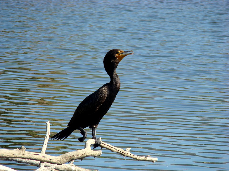 Double-crested cormorant at the San Diego Wild Animal Park