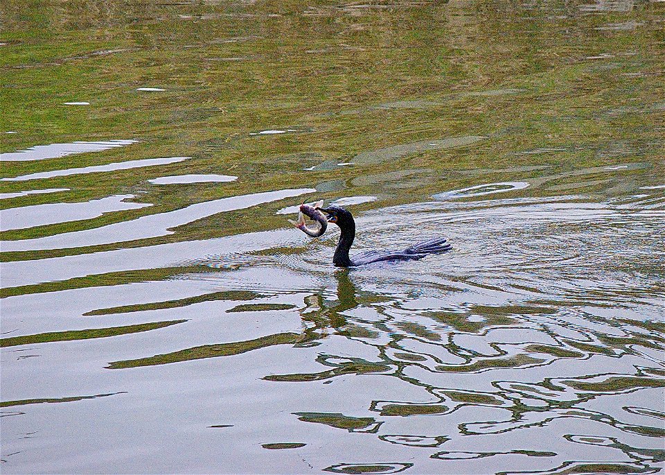 Double-crested Cormorant swimming in water with a struggling fish in its mouth. Entrant in Bear River Refuge 2014 photo contest in animal behavior category.

Photo Credit: Jeremy Freshwater / USFWS