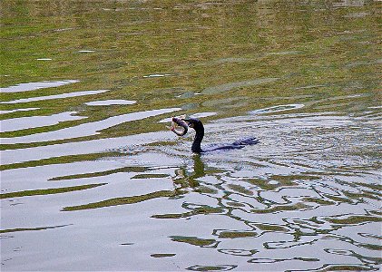 Double-crested Cormorant swimming in water with a struggling fish in its mouth. Entrant in Bear River Refuge 2014 photo contest in animal behavior category.

Photo Credit: Jeremy Freshwater / USFWS