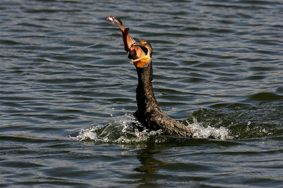 Double Crested Cormorant (2), NPSPhoto, R. Cammauf