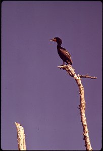 BABY CORMORANT IN CHOKOLOSKEE ROOKERY