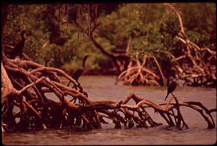 PELICANS ON MANGROVES