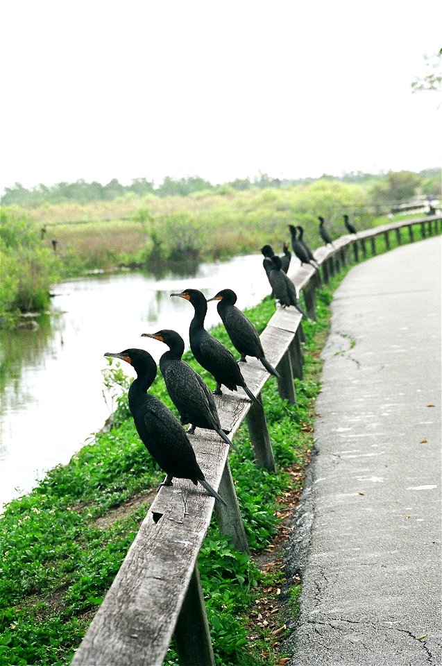 Double Crested Cormorants- Lined up, NPSPhoto, D.Harris