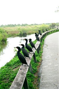 Double Crested Cormorants- Lined up, NPSPhoto, D.Harris