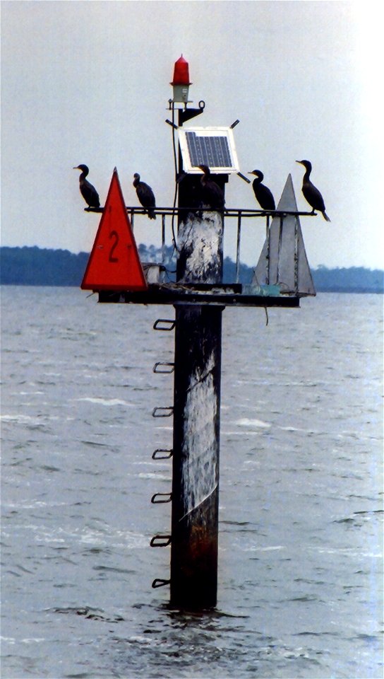 Cormorants on a channel marker. Chesapeake Bay, Maryland.