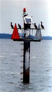 Cormorants on a channel marker. Chesapeake Bay, Maryland. photo