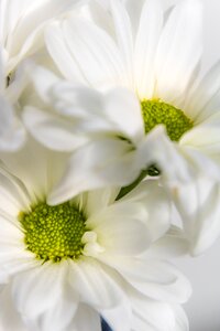 Flowers plant spring