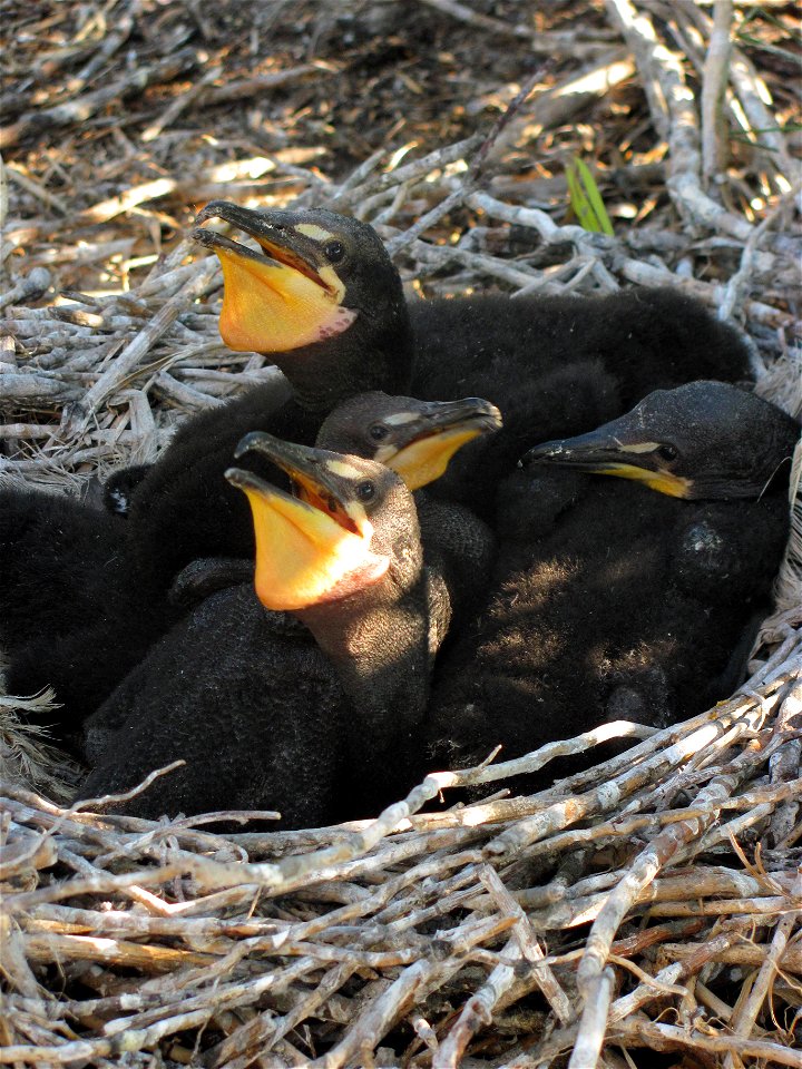 This group of young Double- crested Cormorants were found on the south island of Chase Lake National Wildlife Refuge. 
Location: Chase Lake National Wildlife Refuge, ND (2012)
Credit: Char Binstock / 