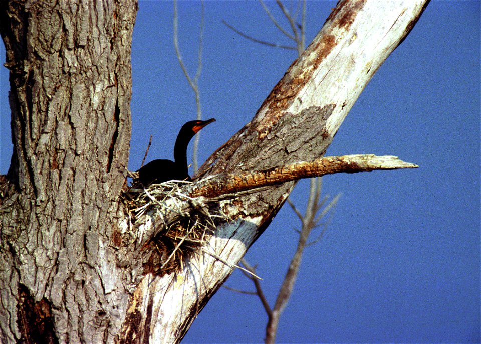 Cormorant on nest in South Dakota.
