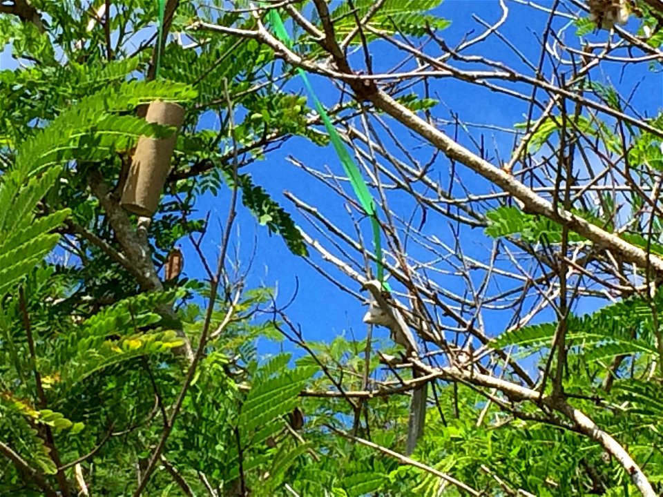 Brown Tree Snake aerial bait cartridge hanging from tree in Guam. The bait was distributed from a helicopter fitted with an automated bait delivery system on Guam in July 2016. USDA photo by APHIS Wil
