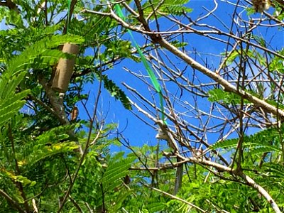 Brown Tree Snake aerial bait cartridge hanging from tree in Guam. The bait was distributed from a helicopter fitted with an automated bait delivery system on Guam in July 2016. USDA photo by APHIS Wil photo
