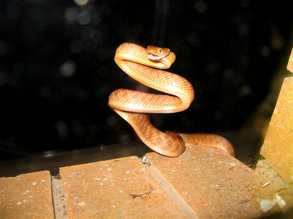 A brown tree snake (Boiga irregularis) in its characteristic coiled posture, photographed in Queensland.