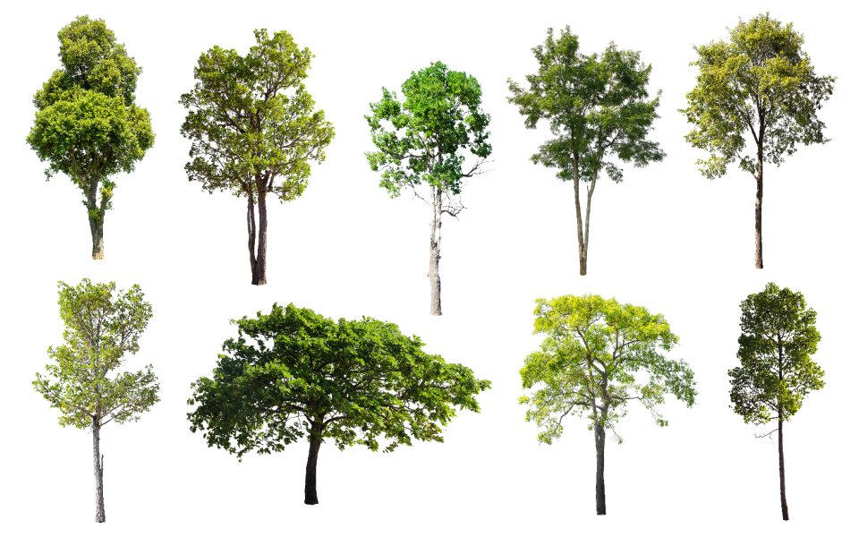 Green summer deciduous trees