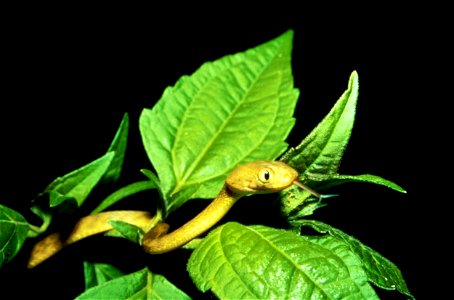 Image title: Brown tree snake picture
Image from Public domain images website, http://www.public-domain-image.com/full-image/fauna-animals-public-domain-images-pictures/reptiles-and-amphibians-public-