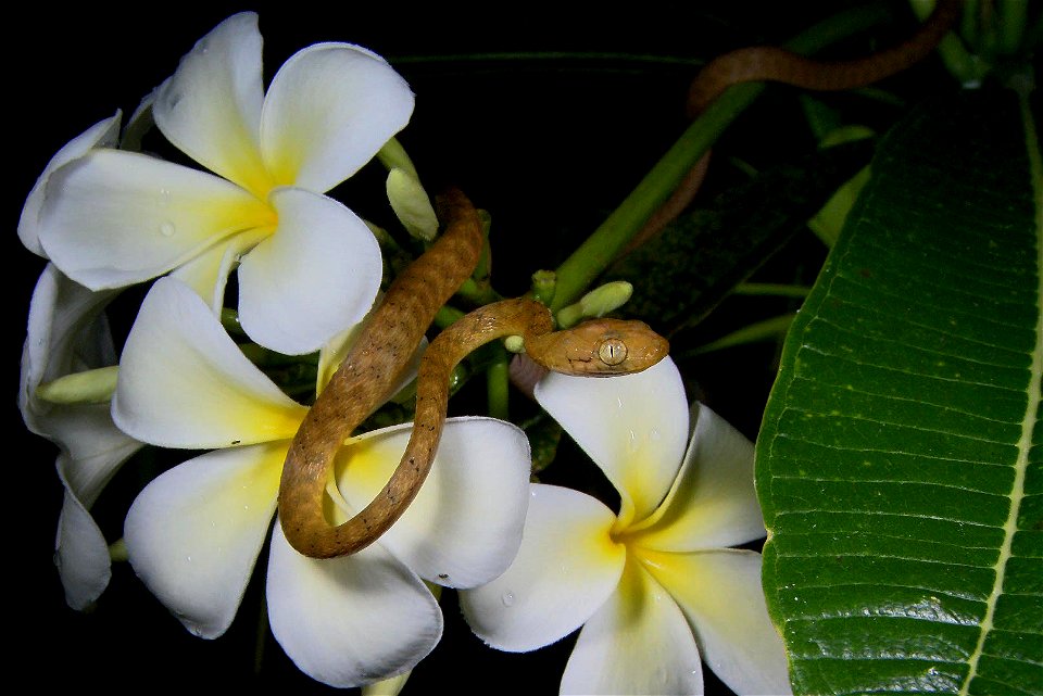 A brown treesnake crawls on some frangipangi blossoms in Guam.