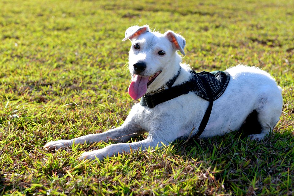 Striker, a U.S. Department of Agriculture brown tree snake detector dog, rests after play time with his handler April 30, 2015, at Andersen Air Force Base, Guam. A minimum of 30 minutes of daily play 