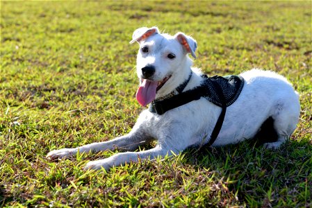Striker, a U.S. Department of Agriculture brown tree snake detector dog, rests after play time with his handler April 30, 2015, at Andersen Air Force Base, Guam. A minimum of 30 minutes of daily play 