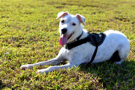 Striker, a U.S. Department of Agriculture brown tree snake detector dog, rests after play time with his handler April 30, 2015, at Andersen Air Force Base, Guam. A minimum of 30 minutes of daily play photo