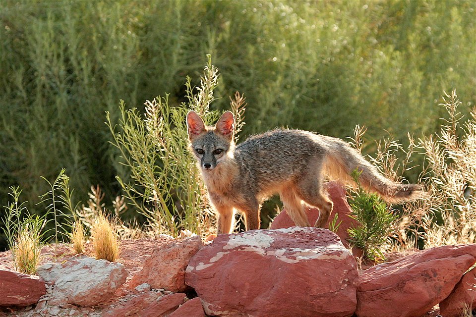 A kit fox around a dessert in southern Utah.