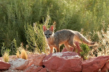 A kit fox around a dessert in southern Utah. photo
