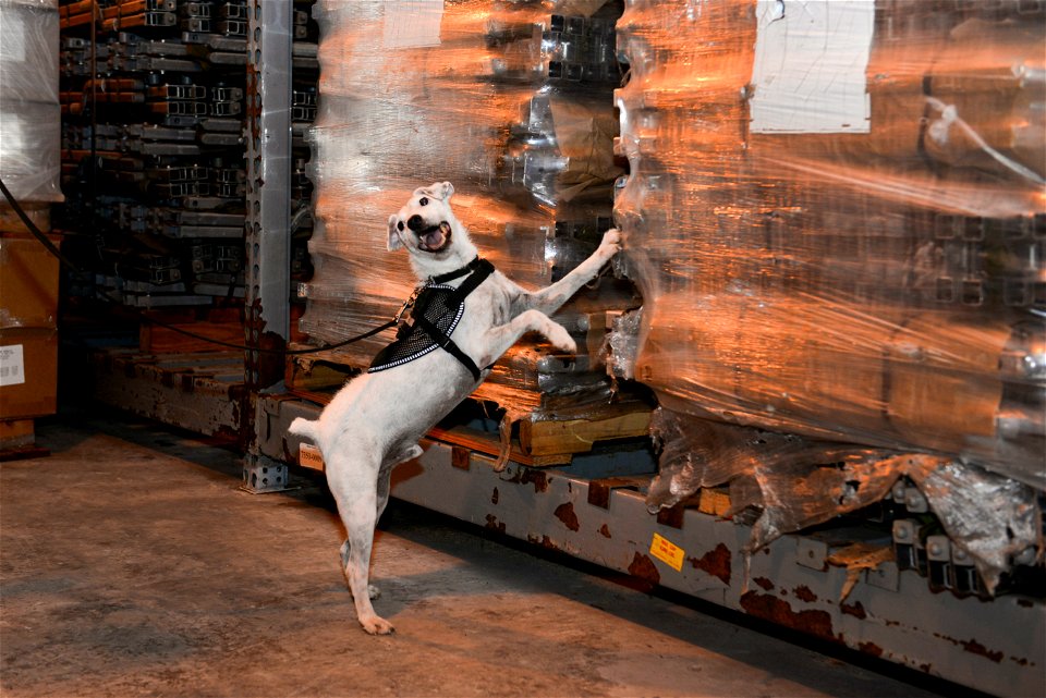 Striker, a U.S. Department of Agriculture brown tree snake detector dog, rests after play time with his handler April 30, 2015, at Andersen Air Force Base, Guam. A minimum of 30 minutes of daily play 