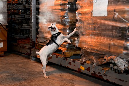 Striker, a U.S. Department of Agriculture brown tree snake detector dog, rests after play time with his handler April 30, 2015, at Andersen Air Force Base, Guam. A minimum of 30 minutes of daily play 