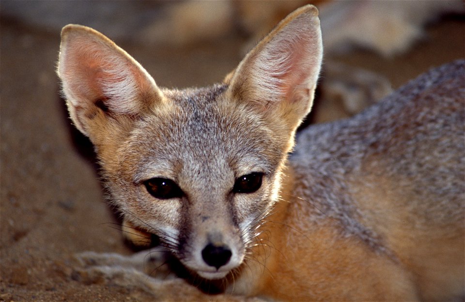 A San Joaquin Kit Fox at the California Living Museum in Bakersfield, Calif. The species was placed on the endangered list on March 11, 1967. Before the Kit Fox inhabited much of California’s San Joaq