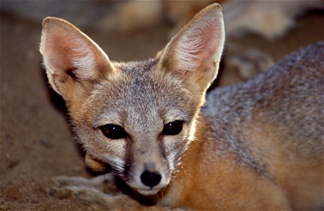 A San Joaquin Kit Fox at the California Living Museum in Bakersfield, Calif. The species was placed on the endangered list on March 11, 1967. Before the Kit Fox inhabited much of California’s San Joaq photo