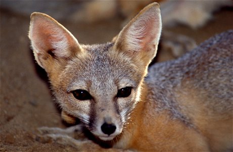 A San Joaquin Kit Fox at the California Living Museum in Bakersfield, Calif. The species was placed on the endangered list on March 11, 1967. Before the Kit Fox inhabited much of California’s San Joaq