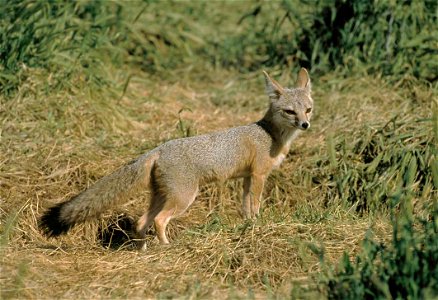 Image title: San Joaquin kit fox male Image from Public domain images website, http://www.public-domain-image.com/full-image/fauna-animals-public-domain-images-pictures/foxes-and-wolves-public-domain- photo