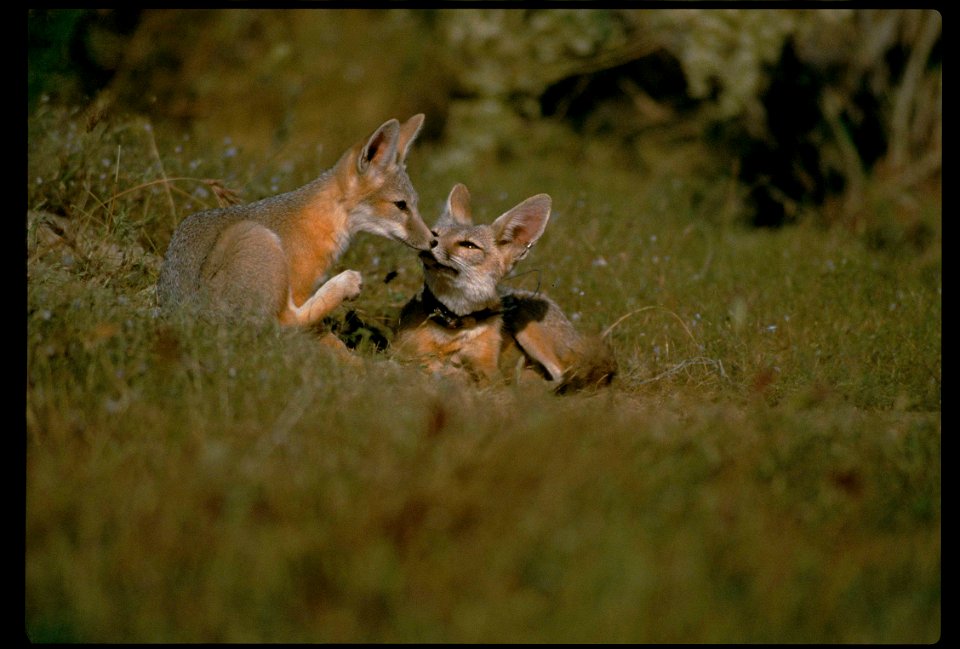 Image title: San Joaquin kit fox (Vulpes macrotis mutica)
Image from Public domain images website, http://www.public-domain-image.com/full-image/fauna-animals-public-domain-images-pictures/foxes-and-w