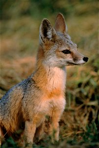 San Joaquin Kit Fox (Vulpes macrotis mutica) photo