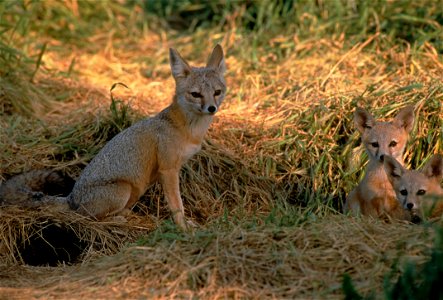 San Joaquin kit fox family sit among grasses
