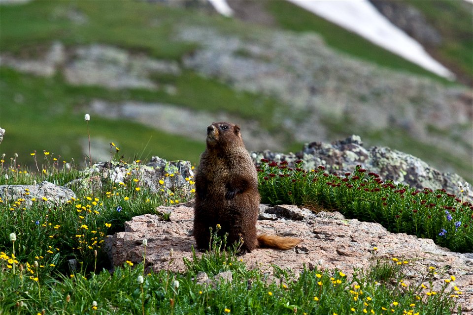 The scenic quality of the Handies Peak Wilderness Study Area in Colorado is outstanding due to the interaction of mountainous landforms; multi-colored rock strata; diverse vegetation; and vast, open v