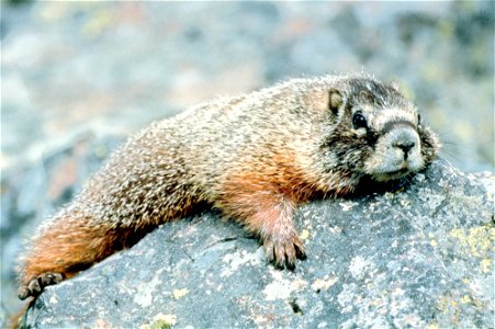Yellow-bellied marmot (Marmota flaviventris) in Grand Teton National Park, Wyoming, United States