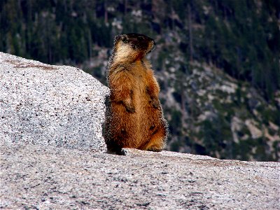 Marmot pictured on top of Half Dome, Yosemite National Park, CA, USA.