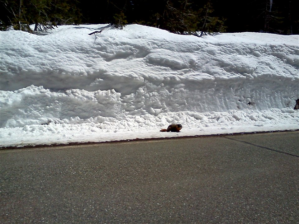 Marmot stuck on 89 (2)