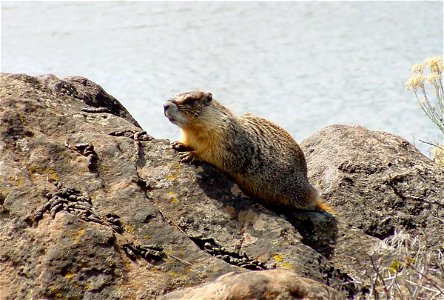 A yellow-bellied marmot!
The BLM manages public lands in Oregon and Washington that are home to some of the most diverse and incredible wildlife species and habitats. 
The BLM cooperates closely with 