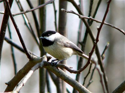 A Carolina Chickadee (Parus carolinensis) perched in the branches of an apple tree.Photo taken with a Panasonic Lumix DMC-FZ50 in Caldwell County, North Carolina, USA.