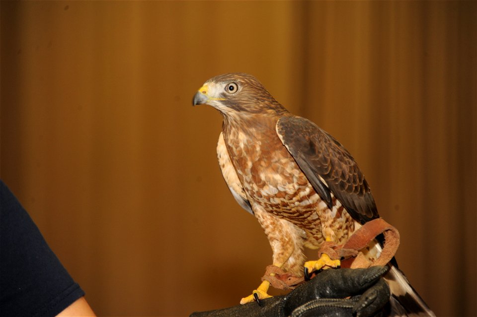Costa, the Broad Winged Hawk, perches on the hand of its handler, Alejandra Palacio, Alabama 4-H Science School environmental educational instructor during the Birds of Prey demonstration April 8, 201