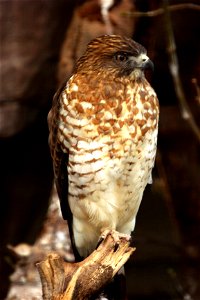 Unidentified Buteo at the Rosamond Gifford Zoo, Syracuse, New York.