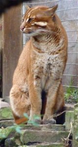 Asiatische Goldkatze im Heidelberger Zoo