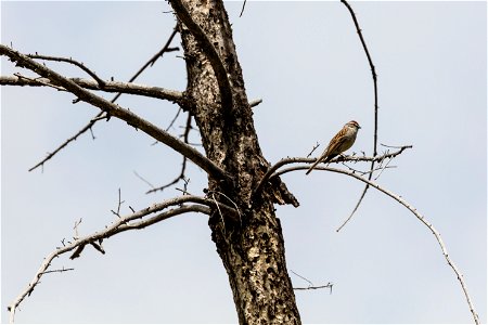 Chipping sparrow - Spizella passerina photo
