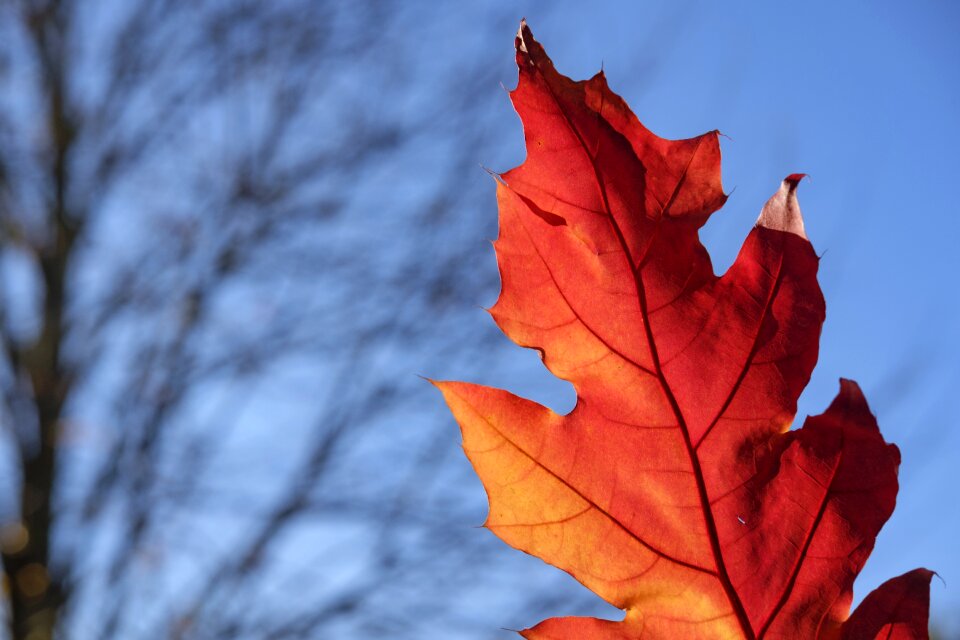 Leaves autumn fall foliage photo